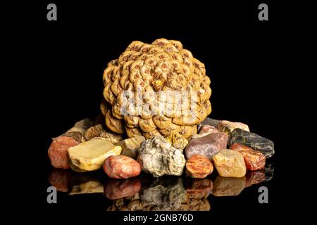 One whole beautiful pine cone with colorful rocks isolated on black glass Stock Photo
