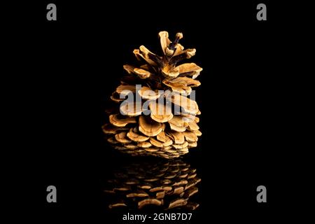 One whole beautiful pine cone isolated on black glass Stock Photo