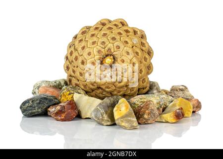 One whole beautiful pine cone with colorful rocks isolated on white background Stock Photo
