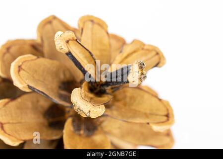 One whole beautiful pine cone in closeup isolated on white background Stock Photo