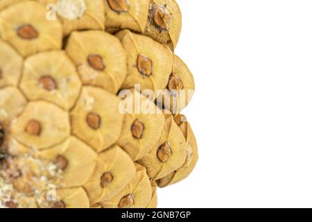 One whole beautiful pine cone in closeup isolated on white background Stock Photo