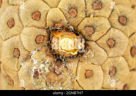 One whole beautiful pine cone in closeup Stock Photo