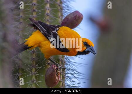 yellow grosbeak ,Pheucticus chrysopeplus, also known as the Mexican yellow grosbeak, is a medium-sized seed-eating bird in the same family as the nort Stock Photo
