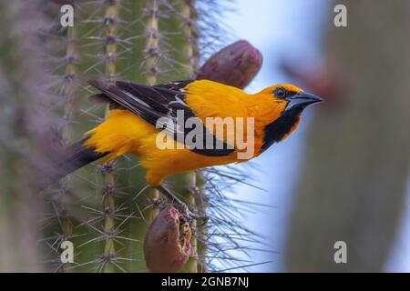 yellow grosbeak ,Pheucticus chrysopeplus, also known as the Mexican yellow grosbeak, is a medium-sized seed-eating bird in the same family as the nort Stock Photo