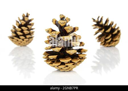 Group of three whole beautiful pine cone one is in the front isolated on white background Stock Photo