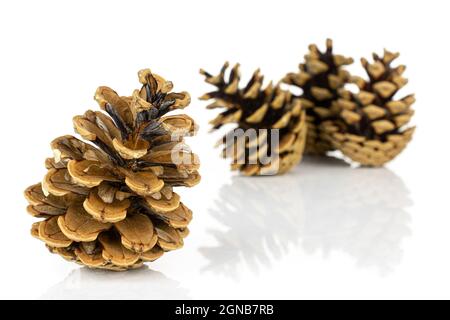 Group of four whole beautiful pine cone one is in the front isolated on white background Stock Photo