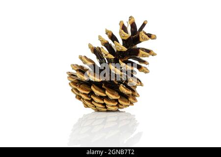 One whole beautiful pine cone isolated on white background Stock Photo