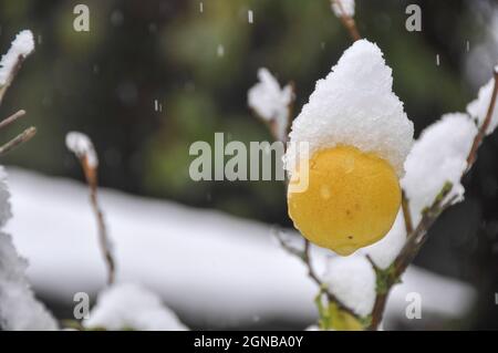 lemon fruit on a tree is covered by snow in a garden Stock Photo