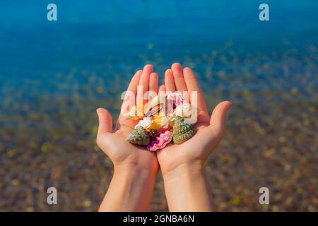 Hands present seashells on the beach first person view Stock Photo