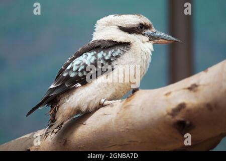 isolated kookaburra bird on a tree branch Stock Photo