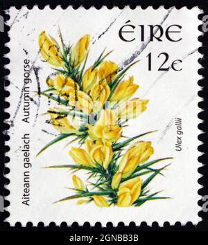 IRELAND - CIRCA 2006: a stamp printed in Ireland shows Autumn Gorse, Ulex Gallii, Evergreen Shrub, circa 2006 Stock Photo