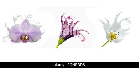 three flowers with splash effect on white background,  orchid, daisy and pear flowers Stock Photo
