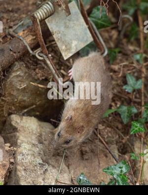 rat caught in a trap Stock Photo