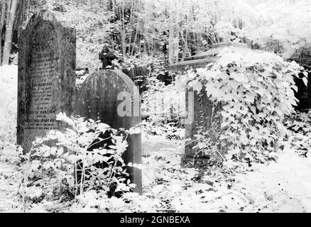 An infrared shot of old, ivy-covered Victorian gravestones. Stock Photo