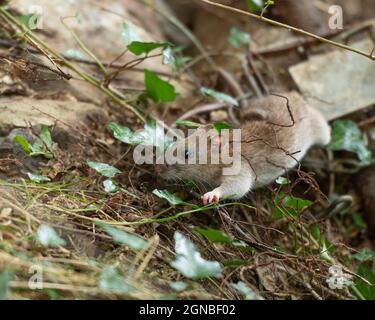 rat caught in a trap Stock Photo