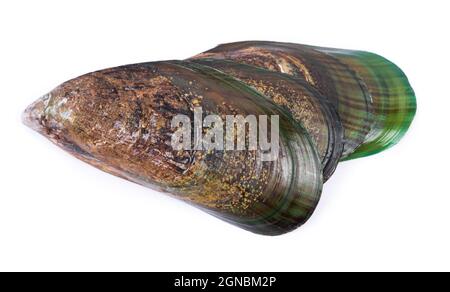 Group of empty opened mussel shells isolated on white background Stock Photo
