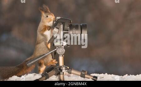 red squirrel standing on snow with a photo camera Stock Photo