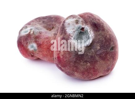 Mold growing on old flat peach, isolated on white background Stock Photo