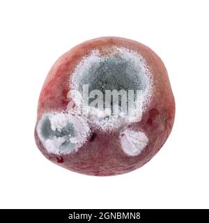 Mold growing on old flat peach, isolated on white background Stock Photo