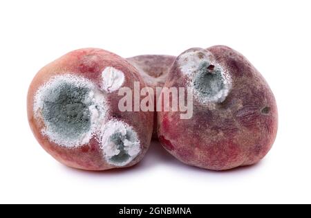 Mold growing on old flat peach, isolated on white background Stock Photo