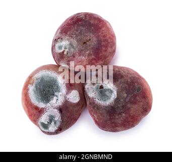 Mold growing on old flat peach, isolated on white background Stock Photo