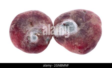 Mold growing on old flat peach, isolated on white background Stock Photo