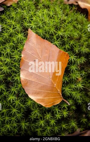 European Birch (Fagus sylvatica) leaf on green moss in the forest during autumn Stock Photo