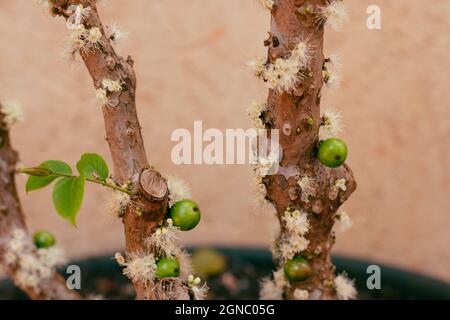 Jabuticaba tree in vase at the beginning of flowering with green and purple fruits. Famous Brazilian fruit germinated in the house garden. Stock Photo