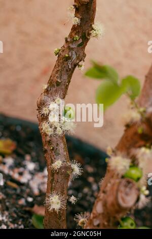 Jabuticaba tree in vase at the beginning of flowering with green and purple fruits. Famous Brazilian fruit germinated in the house garden. Stock Photo