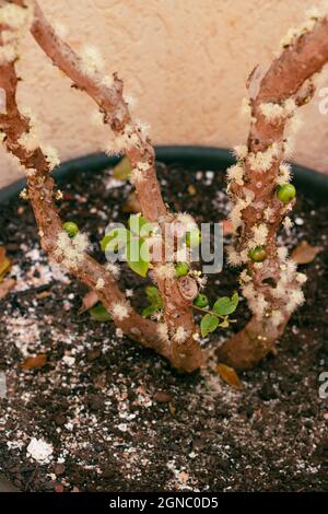 Jabuticaba tree in vase at the beginning of flowering with green and purple fruits. Famous Brazilian fruit germinated in the house garden. Stock Photo