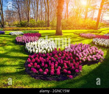 Colorful spring sunset in Keukenhof gardens. Blooming hyacinth flowers in Netherlands, Europe. Beauty of nature concept background. Artistic style pos Stock Photo