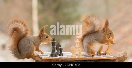 close up of  red squirrels with a chess piece in hands on a board Stock Photo