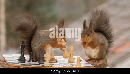 close up of  red squirrels with a chess piece in hands with a board Stock Photo