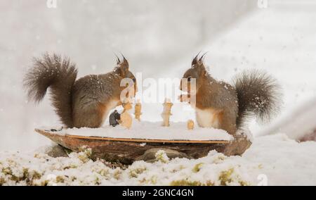 close up of  red squirrels with a chess piece in hands with a board while snowing Stock Photo