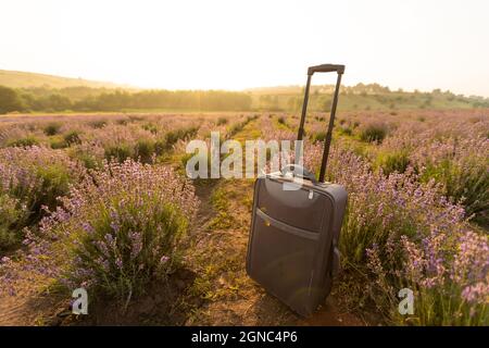suitcase on the background of hilly lavender and other fields. Stock Photo