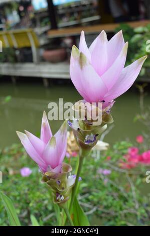 Curcuma alismatifolia aka Siam Tulips blooming on the side of a river in Ayutthaya, Thailand Stock Photo