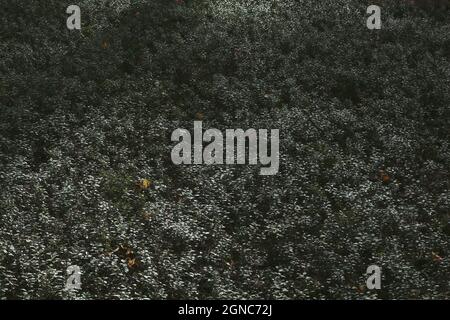 An autumn carpet of lingonberry leaves covering ground in sunshine. A pattern of lingonberry bushes covering forest floor with a solid, shiny carpet. Stock Photo