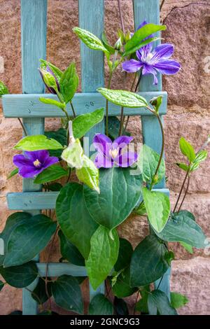 Purple clematis flowers growing on a wooden trellis in a garden with wall behind. Stock Photo