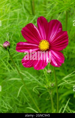 Close up view of purple cosmos flower growing in a garden in summer. Stock Photo