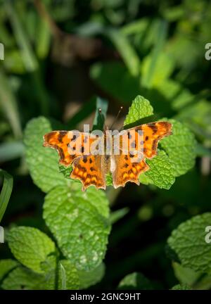 Comma butterfly, butterflies, Polygonia c-album, basking in sun, Galicia, Spain. Stock Photo