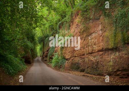 Nynehead hollow near Taunton, Somerset, Engand, UK. Hollow way, Sunken Lane, West Country. Sandstone gorge at Nynehead. The gorge is cut through Triassic Otter Sandstone. Its creation in the mid 19C provided work for local men in winter. Stock Photo