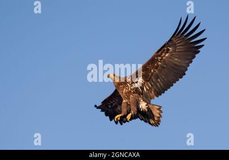 Young White-tailed eagle (Haliaeetus albicilla) banks in blue sky with wide spreaded wings Stock Photo