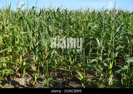 Field of sweet corn ready for harvest, early morning light Stock Photo