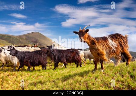 Flock of sheep and goat in the Carpathian mountains. Sunny summer scene ...