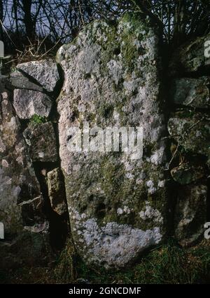 A prehistoric cup-marked stone with 17-20 shallow cups, used as facing to a field bank at Penllech, Tudweiliog, on the Lleyn peninsula, Wales, UK. Stock Photo