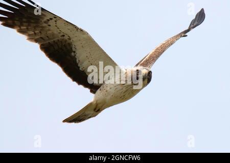 Flying Booted eagle (Hieraaetus pennatus) Stock Photo