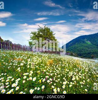 Field of blooming daisy flowers in Caucasus mountains. Green summer scene in the mountain valley, Mazeri village location, Upper Svaneti, Georgia, Eur Stock Photo