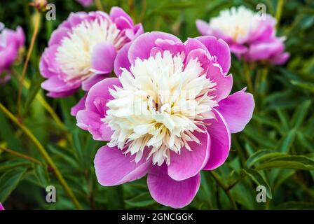 Close-up of large head of Paeonia lactiflora Bowl of Beauty in garden herbaceous border. Stock Photo