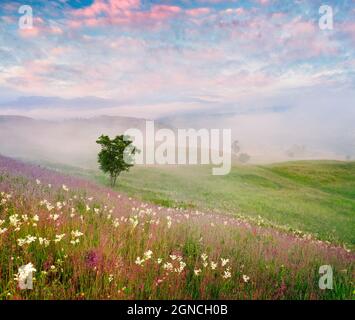Foggy summer sunrise in the Carpathian mountains. Lonely tree among a fields of blooming flowers. Misty morning scene in the mountain valley. Stock Photo