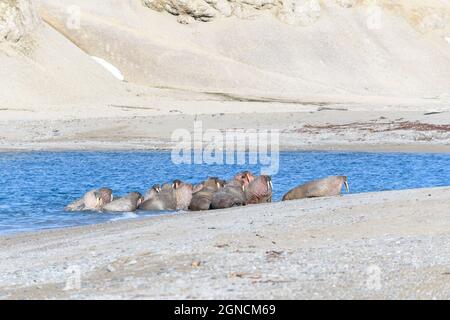 Walrus family lying on the shore. Arctic landscape. Stock Photo